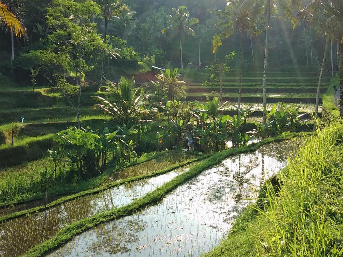 Villa Rimba Ubud Тегаллаланг Экстерьер фото
