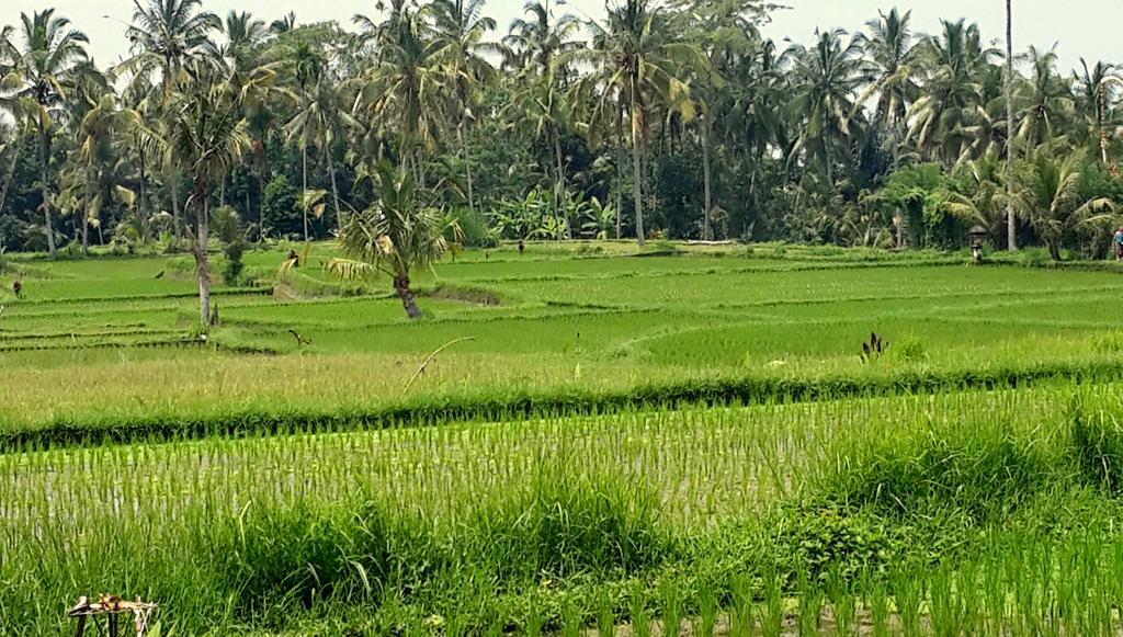 Villa Rimba Ubud Тегаллаланг Экстерьер фото